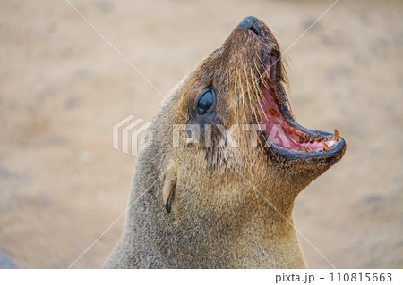 ミナミアフリカオットセイ 110815663