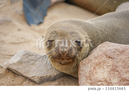 ミナミアフリカオットセイ ミナミアフリカオットセイ 110815665