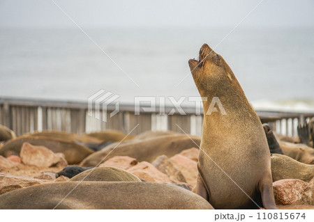 ミナミアフリカオットセイ 110815674