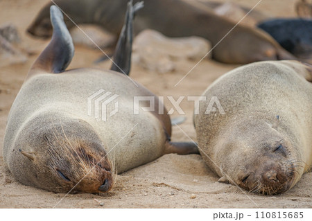 ミナミアフリカオットセイ ミナミアフリカオットセイ 110815685