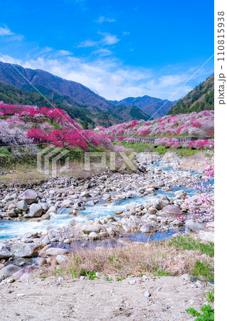 【桃源郷】阿智村の花桃の里【長野県】 110815938