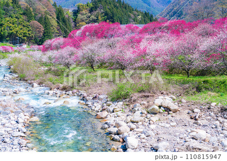 【桃源郷】阿智村の花桃の里【長野県】 110815947