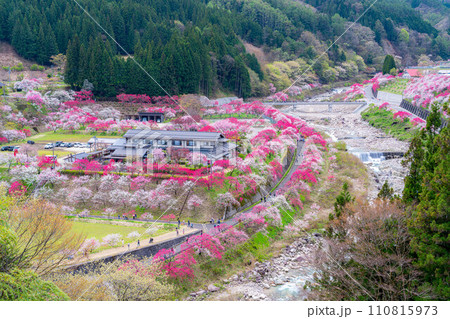 【桃源郷】阿智村の花桃の里【長野県】 【桃源郷】阿智村の花桃の里【長野県】 110815973