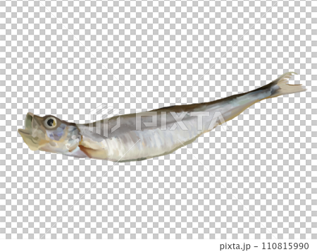 什沙莫 (1 條魚) 110815990