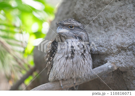 オーストラリアガマグチヨタカ オーストラリアガマグチヨタカ 110816071