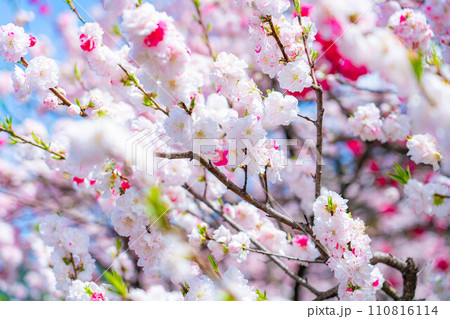 【早春素材】阿智村の花桃と青空【長野県】 110816114