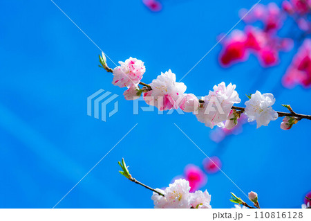 【早春素材】阿智村の花桃と青空【長野県】 110816128
