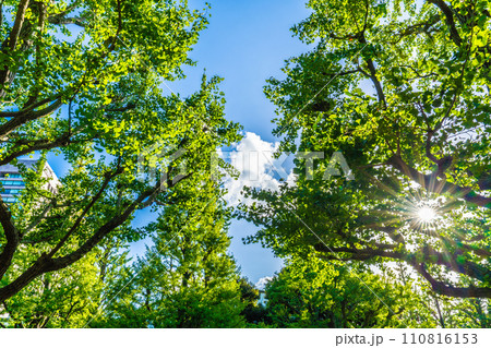 日本の東京都市景観 神宮外苑のいちょう並木。神宮外苑再開発に揺れる…＝令和5年8月10日 110816153