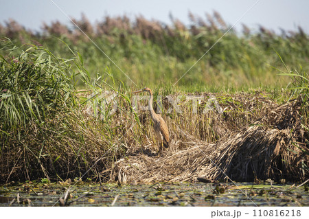 Purple heron (Ardea purpurea) in Soest, the Netherlands 110816218