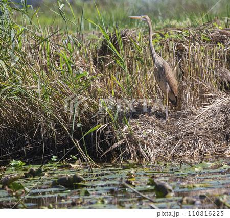Purple heron (Ardea purpurea) in Soest, the Netherlands 110816225
