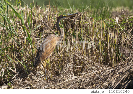 Purple heron (Ardea purpurea) in Soest, the Netherlands Purple heron (Ardea purpurea) in Soest, the Netherlands 110816240