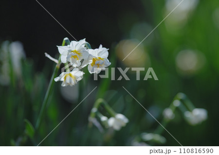 早春に咲くスイセンの花 早春に咲くスイセンの花 110816590