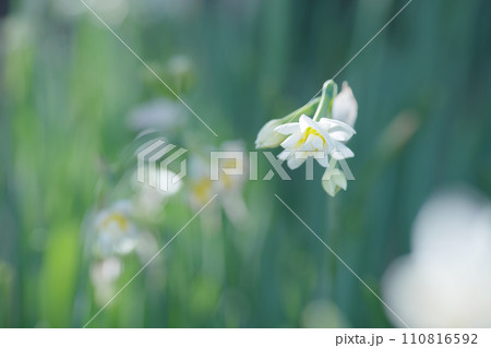 早春に咲くスイセンの花 早春に咲くスイセンの花 110816592