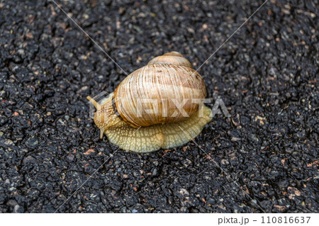 Big garden snail in shell crawling on wet road hurry home Big garden snail in shell crawling on wet road hurry home 110816637