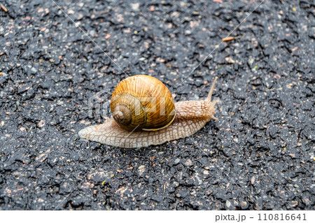Big garden snail in shell crawling on wet road hurry home Big garden snail in shell crawling on wet road hurry home 110816641