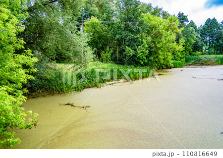 Beautiful grass swamp reed growing on shore reservoir in countryside Beautiful grass swamp reed growing on shore reservoir in countryside 110816649