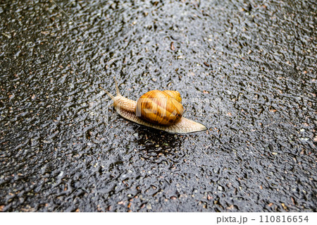 Big garden snail in shell crawling on wet road hurry home Big garden snail in shell crawling on wet road hurry home 110816654