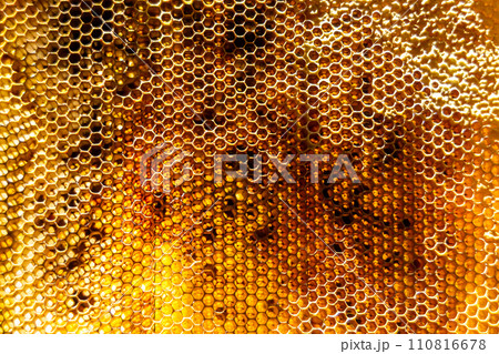 Drop of bee honey drip from hexagonal honeycombs filled with golden nectar 110816678