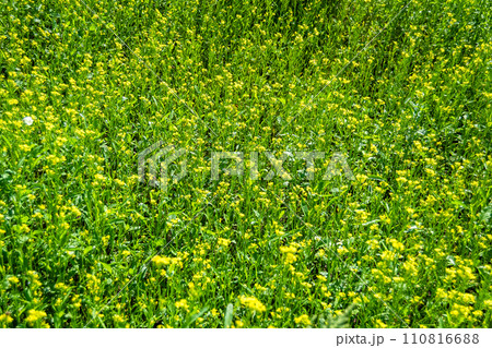 Photography on theme fine wild growing flower mustard on background meadow Photography on theme fine wild growing flower mustard on background meadow 110816688