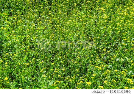 Photography on theme fine wild growing flower mustard on background meadow Photography on theme fine wild growing flower mustard on background meadow 110816690