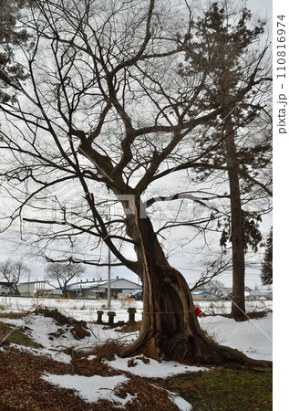 福島県会津若松市神指町　熊野宮神社の御神木 110816974