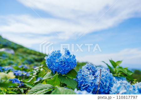 青い紫陽花 110817797