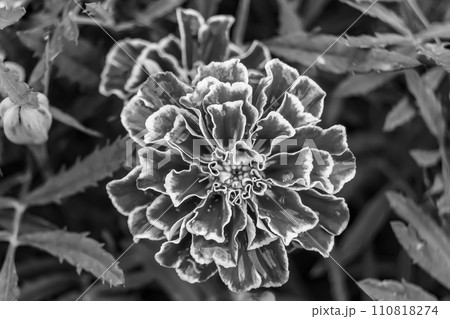 Fine wild growing flower marigold calendula on background meadow Fine wild growing flower marigold calendula on background meadow 110818274