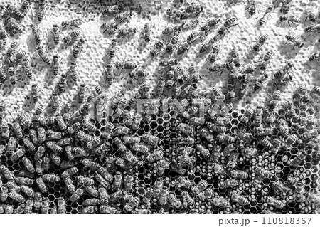 Abstract hexagon structure is honeycomb from bee hive filled 110818367