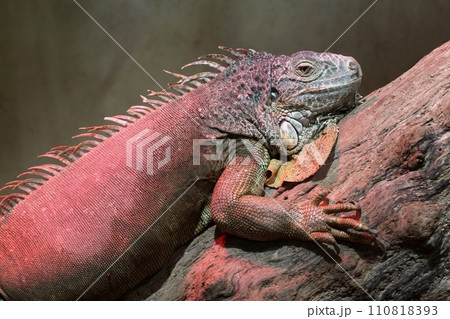Iguana lying on a tree Iguana lying on a tree 110818393