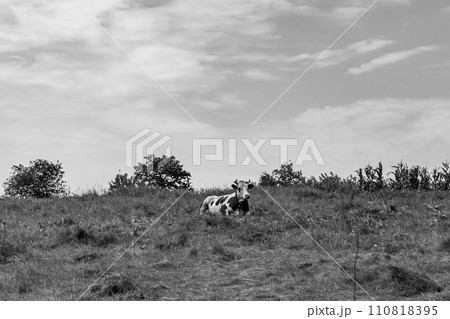 beautiful big milk cow grazes on light meadow under clear sky 110818395
