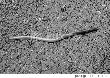 Gray earthworm it live bait for fishing isolated on dark background Gray earthworm it live bait for fishing isolated on dark background 110818489