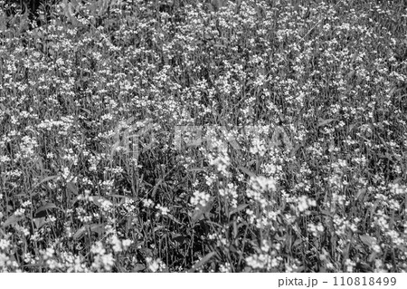 Photography on theme fine wild growing flower mustard on background meadow 110818499