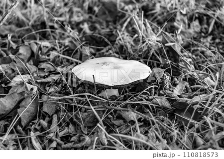 Photography to theme large beautiful poisonous mushroom in forest on leaves background 110818573