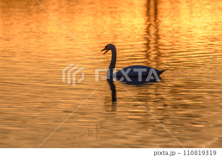 Mute swan (Cygnus olor) silhouette in the water at sunset. 110819319