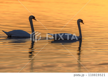 Mute swan (Cygnus olor) silhouette in the water at sunset. 110819321