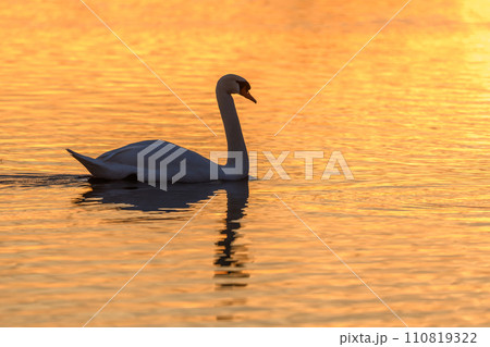 Mute swan (Cygnus olor) silhouette in the water at sunset. Mute swan (Cygnus olor) silhouette in the water at sunset. 110819322