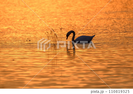 Mute swan (Cygnus olor) silhouette in the water at sunset. Mute swan (Cygnus olor) silhouette in the water at sunset. 110819325