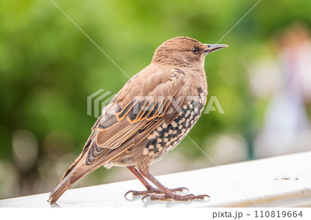 The common starling or Sturnus vulgaris or the European starling. Sitting on the fence in the garden in springtime. 110819664