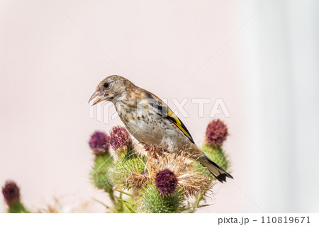 European goldfinch with juvenile plumage, feeding on the seeds of thistles. Carduelis carduelis. 110819671