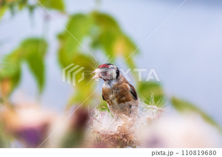 European goldfinch, feeding on the seeds of thistles. Carduelis carduelis. 110819680