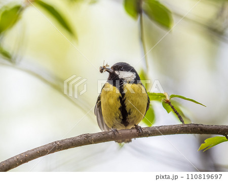 Great Tit sitting in a hedge with flys in its beak 110819697