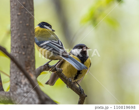 A Great tit feeding its fledgling A Great tit feeding its fledgling 110819698