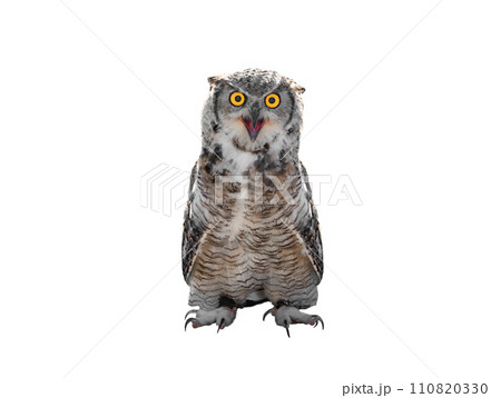 beautiful owl isolated on white background beautiful owl isolated on white background 110820330