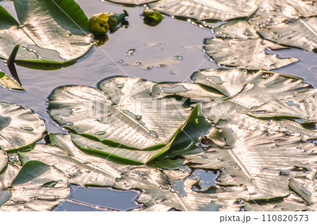 Yellow water lily flower, Nuphar lutea, blooming yellow among the green leaves on the water of the lake 110820573