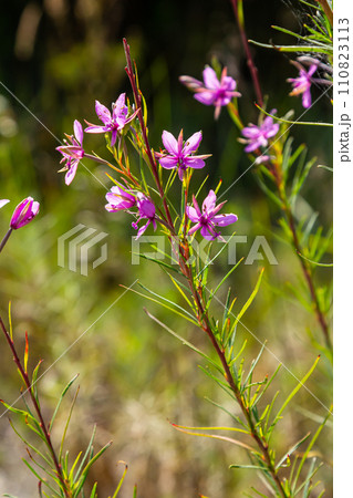 Pink Flowering Chamerion Dodonaei Alpine Willowherb Plant 110823113
