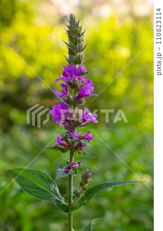 Purple loosestrife Lythrum salicaria inflorescence. Flower spike of plant in the family Lythraceae, associated with wet habitats Purple loosestrife Lythrum salicaria inflorescence. Flower spike of plant in the family Lythraceae, associated with wet habitats 110823114