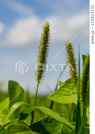 Setaria grows in the field in nature 110823142