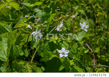 Flower of European dewberry Rubus caesius in the summer Flower of European dewberry Rubus caesius in the summer 110823176