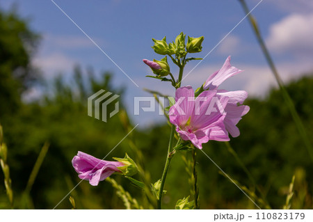 Flower close-up of Malva alcea greater musk, cut leaved, vervain or hollyhock mallow, on soft blurry green grass background 110823179