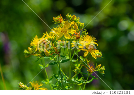 close-up of the yellow blossoms of Hypericum perforatum, a herbal medicine close-up of the yellow blossoms of Hypericum perforatum, a herbal medicine 110823181